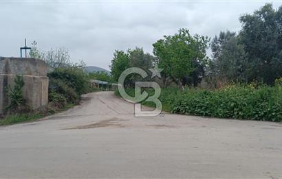 BURSA İZNİK ÇİÇEKLİ MAHALLESİ SATILIK ZEYTİNLİK HİSSESİ