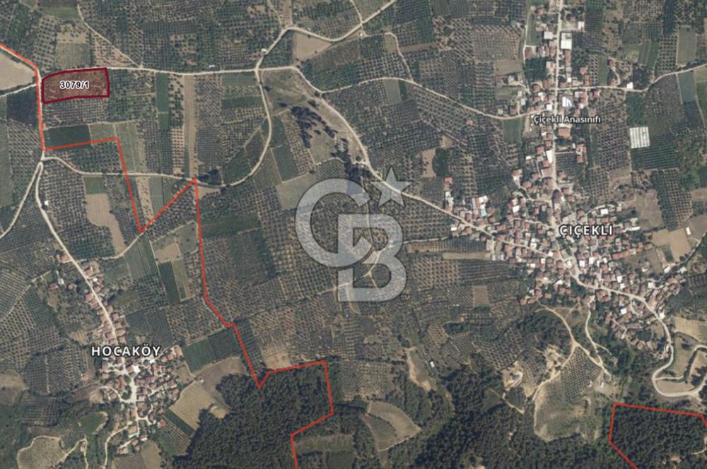 BURSA İZNİK ÇİÇEKLİ MAHALLESİ SATILIK ZEYTİNLİK HİSSESİ