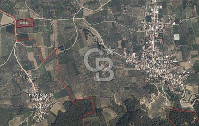 BURSA İZNİK ÇİÇEKLİ MAHALLESİ SATILIK ZEYTİNLİK HİSSESİ