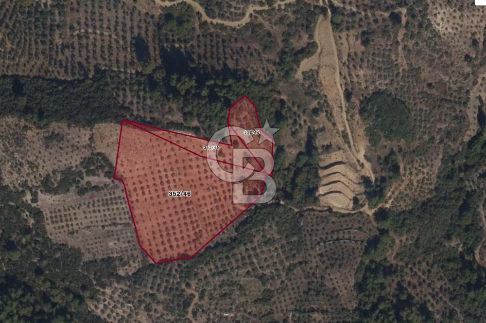 Muğla Yeşilyurt’ta Kaynak Sulu Zeytinlik – Hazır Sulama Sistemli –Tarla