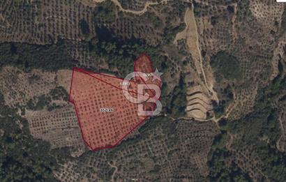 Muğla Yeşilyurt’ta Kaynak Sulu Zeytinlik – Hazır Sulama Sistemli –Tarla