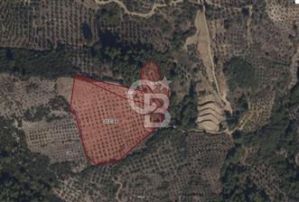 Muğla Yeşilyurt’ta Kaynak Sulu Zeytinlik – Hazır Sulama Sistemli –Tarla - 6 - 318338