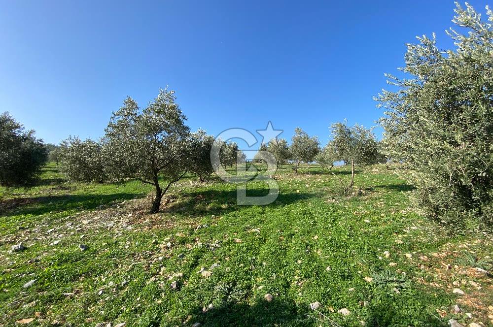 Muğla Yeşilyurt’ta Kaynak Sulu Zeytinlik – Hazır Sulama Sistemli –Tarla
