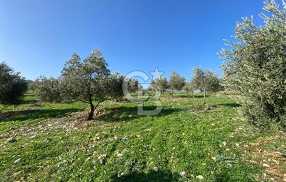 Muğla Yeşilyurt’ta Kaynak Sulu Zeytinlik – Hazır Sulama Sistemli –Tarla
