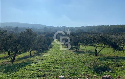 Muğla Yeşilyurt’ta Kaynak Sulu Zeytinlik – Hazır Sulama Sistemli –Tarla