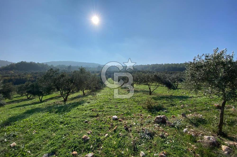 Muğla Yeşilyurt’ta Kaynak Sulu Zeytinlik – Hazır Sulama Sistemli –Tarla