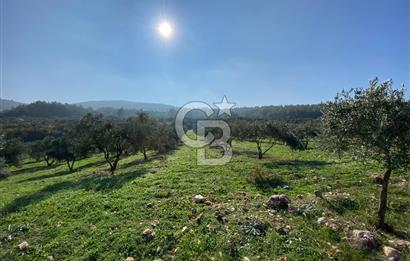 Muğla Yeşilyurt’ta Kaynak Sulu Zeytinlik – Hazır Sulama Sistemli –Tarla