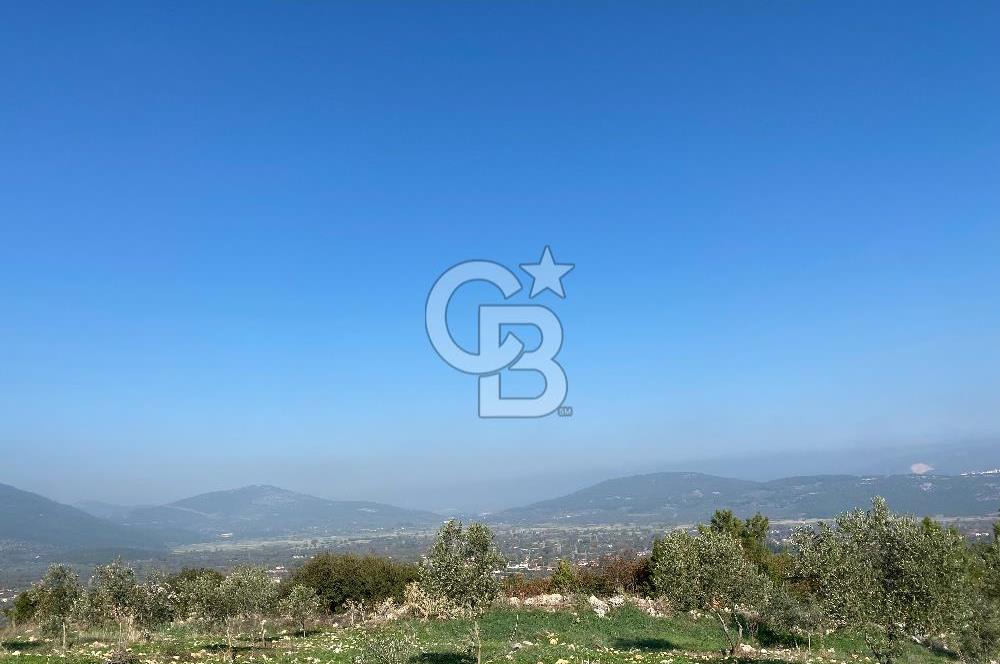 Muğla Yeşilyurt’ta Kaynak Sulu Zeytinlik – Hazır Sulama Sistemli –Tarla