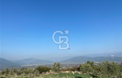 Muğla Yeşilyurt’ta Kaynak Sulu Zeytinlik – Hazır Sulama Sistemli –Tarla