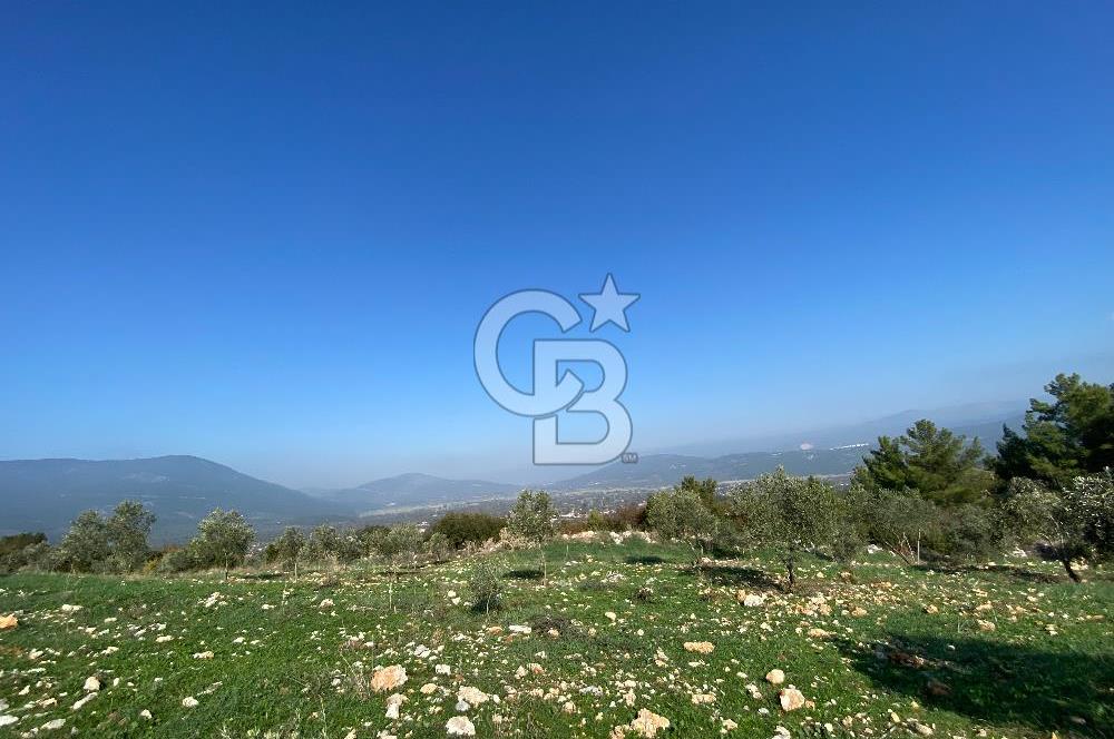 Muğla Yeşilyurt’ta Kaynak Sulu Zeytinlik – Hazır Sulama Sistemli –Tarla