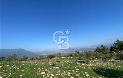 Muğla Yeşilyurt’ta Kaynak Sulu Zeytinlik – Hazır Sulama Sistemli –Tarla