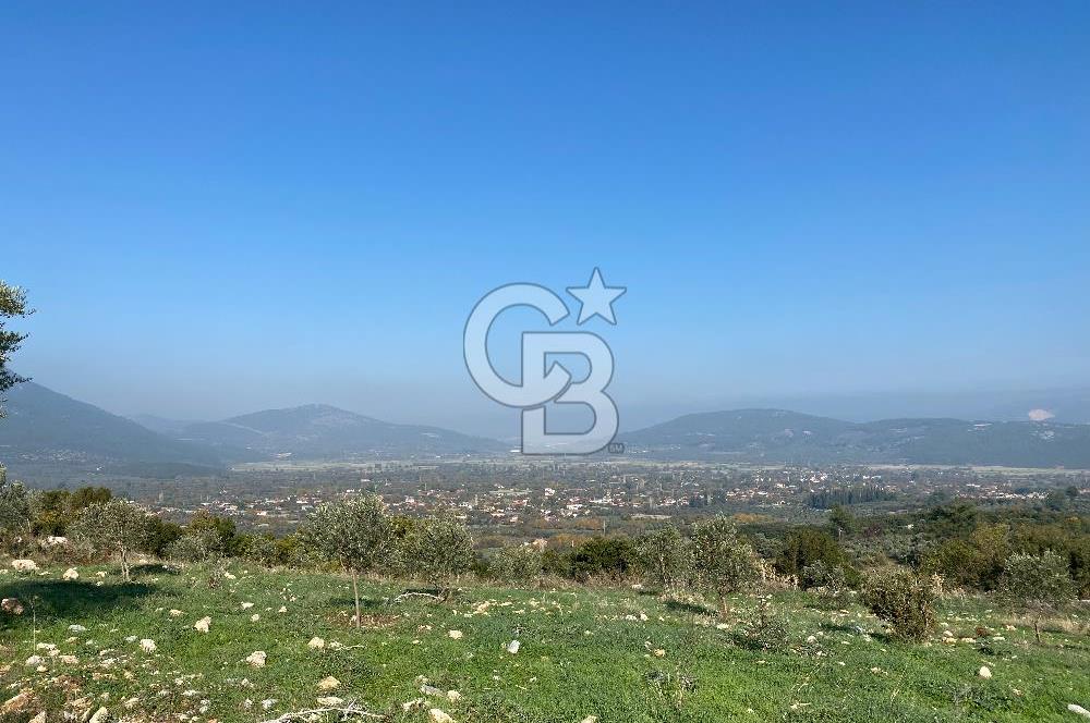 Muğla Yeşilyurt’ta Kaynak Sulu Zeytinlik – Hazır Sulama Sistemli –Tarla