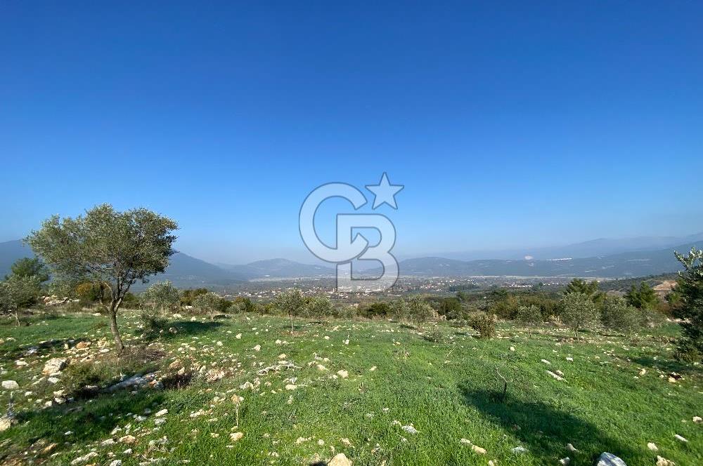 Muğla Yeşilyurt’ta Kaynak Sulu Zeytinlik – Hazır Sulama Sistemli –Tarla