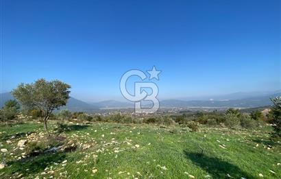 Muğla Yeşilyurt’ta Kaynak Sulu Zeytinlik – Hazır Sulama Sistemli –Tarla