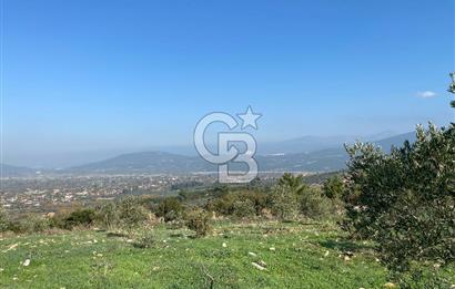 Muğla Yeşilyurt’ta Kaynak Sulu Zeytinlik – Hazır Sulama Sistemli –Tarla