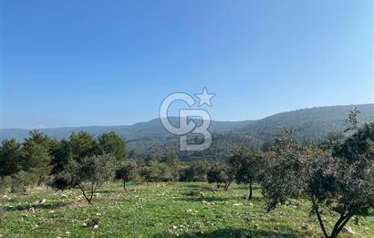 Muğla Yeşilyurt’ta Kaynak Sulu Zeytinlik – Hazır Sulama Sistemli –Tarla