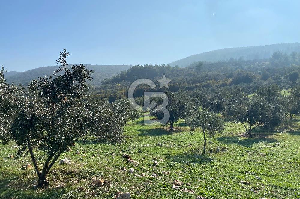 Muğla Yeşilyurt’ta Kaynak Sulu Zeytinlik – Hazır Sulama Sistemli –Tarla