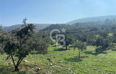 Muğla Yeşilyurt’ta Kaynak Sulu Zeytinlik – Hazır Sulama Sistemli –Tarla