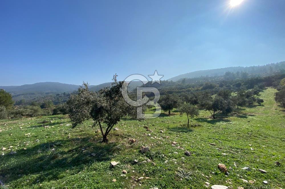 Muğla Yeşilyurt’ta Kaynak Sulu Zeytinlik – Hazır Sulama Sistemli –Tarla