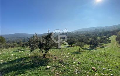 Muğla Yeşilyurt’ta Kaynak Sulu Zeytinlik – Hazır Sulama Sistemli –Tarla