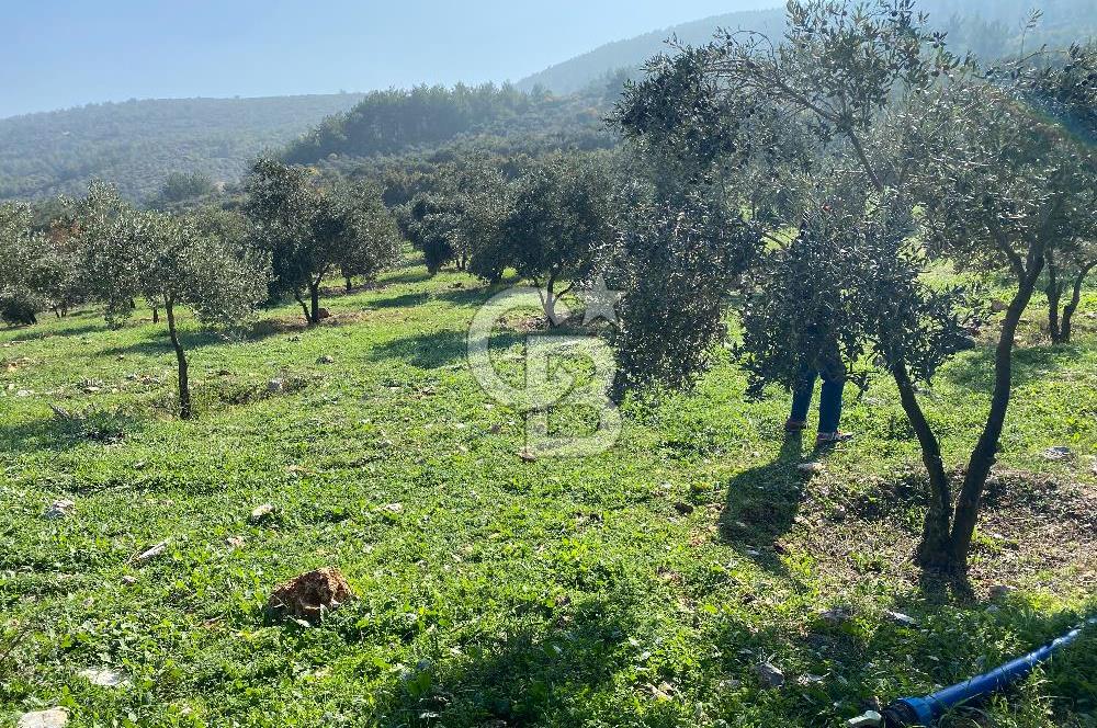 Muğla Yeşilyurt’ta Kaynak Sulu Zeytinlik – Hazır Sulama Sistemli –Tarla