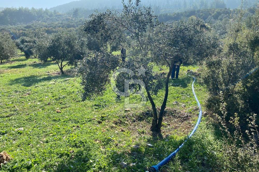 Muğla Yeşilyurt’ta Kaynak Sulu Zeytinlik – Hazır Sulama Sistemli –Tarla
