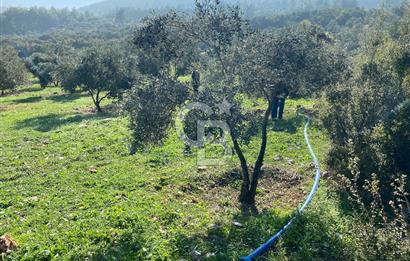 Muğla Yeşilyurt’ta Kaynak Sulu Zeytinlik – Hazır Sulama Sistemli –Tarla