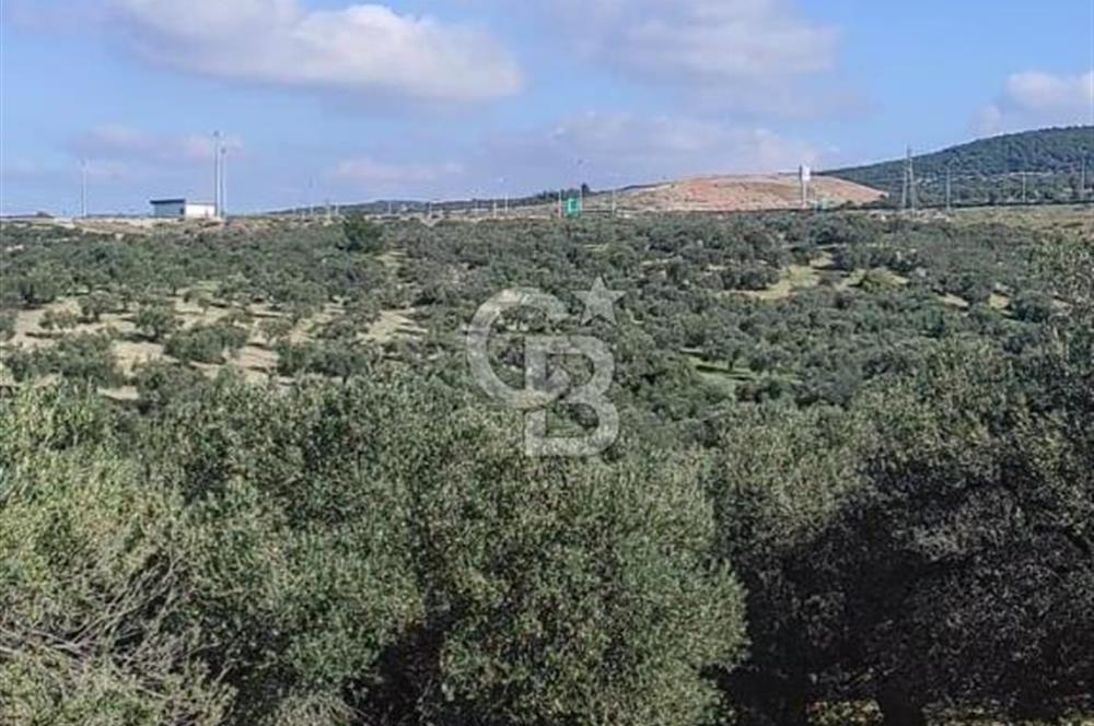 İzmir Bergama Zeytindağ'da Kuzey Ege Çandarlı Limanı Yakını Satılık 25 Dönüm Bahçe