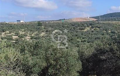 İzmir Bergama Zeytindağ'da Kuzey Ege Çandarlı Limanı Yakını Satılık 25 Dönüm Bahçe