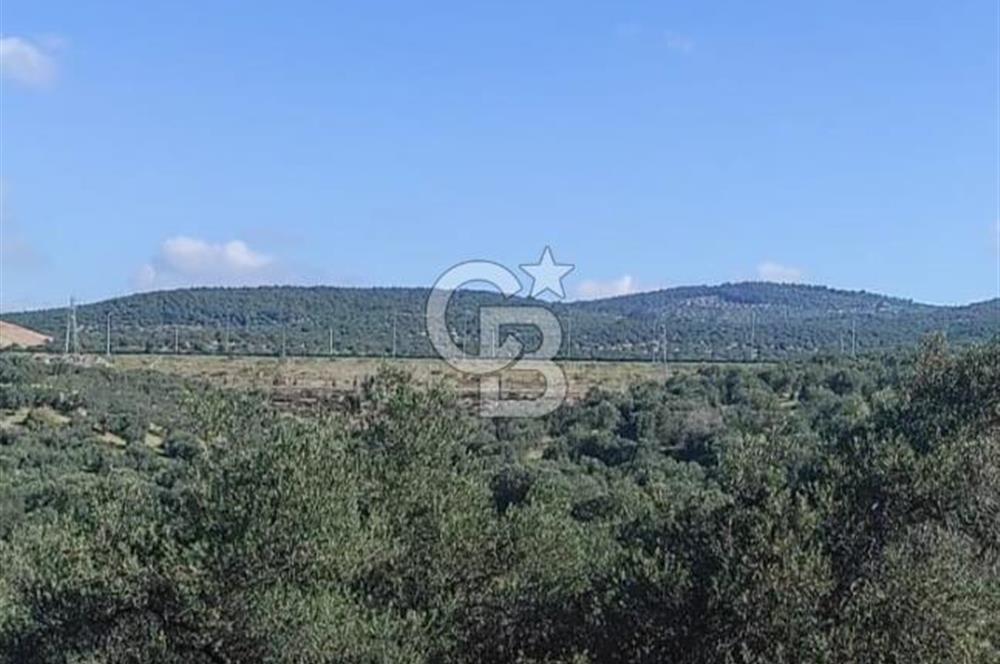 İzmir Bergama Zeytindağ'da Kuzey Ege Çandarlı Limanı Yakını Satılık 25 Dönüm Bahçe