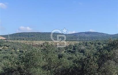 İzmir Bergama Zeytindağ'da Kuzey Ege Çandarlı Limanı Yakını Satılık 25 Dönüm Bahçe