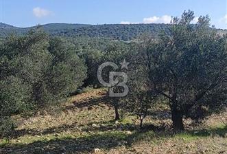 İzmir Bergama Zeytindağ'da Kuzey Ege Çandarlı Limanı Yakını Satılık 25 Dönüm Bahçe - 3 - 318347