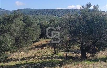 İzmir Bergama Zeytindağ'da Kuzey Ege Çandarlı Limanı Yakını Satılık 25 Dönüm Bahçe