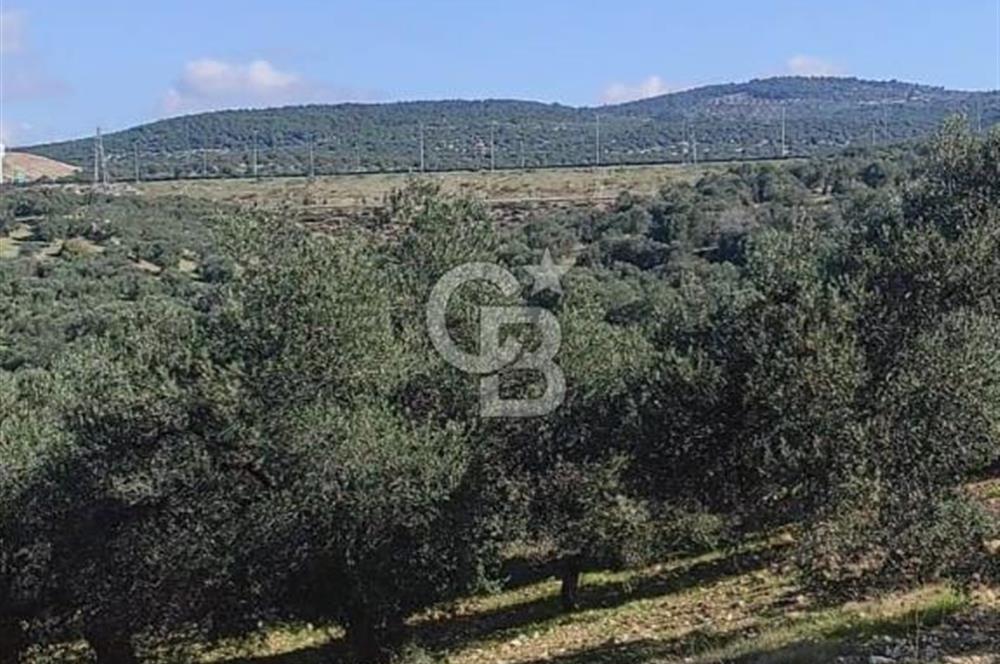 İzmir Bergama Zeytindağ'da Kuzey Ege Çandarlı Limanı Yakını Satılık 25 Dönüm Bahçe