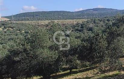 İzmir Bergama Zeytindağ'da Kuzey Ege Çandarlı Limanı Yakını Satılık 25 Dönüm Bahçe