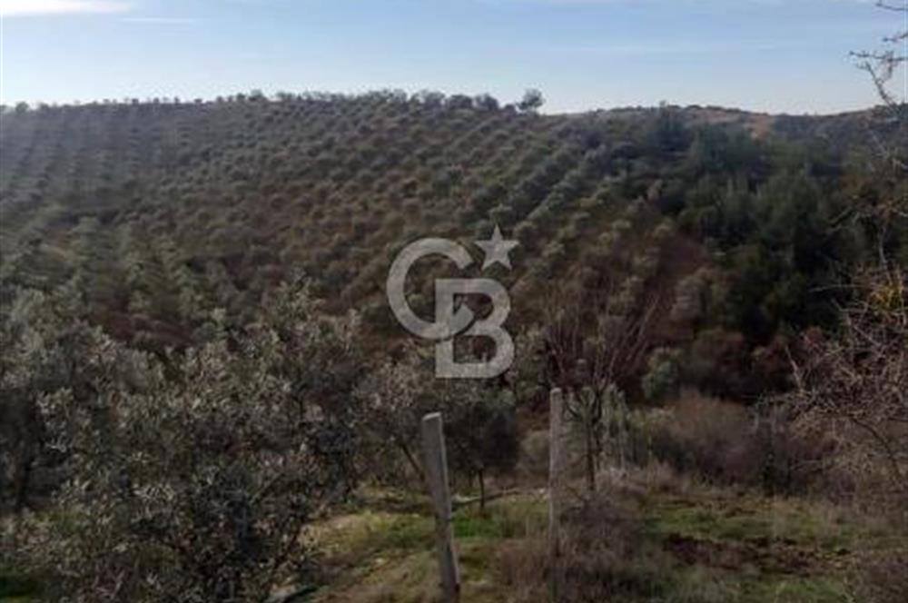 JASSE'DEN MANİSA DEMİRCİ'DE ZEYTİNLİK