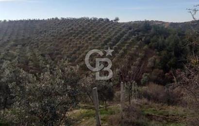 JASSE'DEN MANİSA DEMİRCİ'DE ZEYTİNLİK