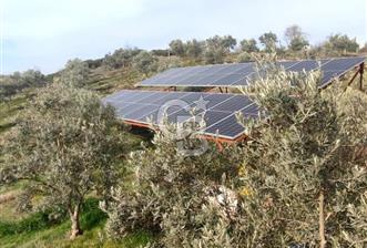 JASSE'DEN MANİSA DEMİRCİ'DE ZEYTİNLİK - 1 - 318357