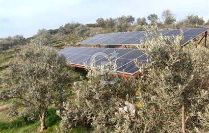 JASSE'DEN MANİSA DEMİRCİ'DE ZEYTİNLİK