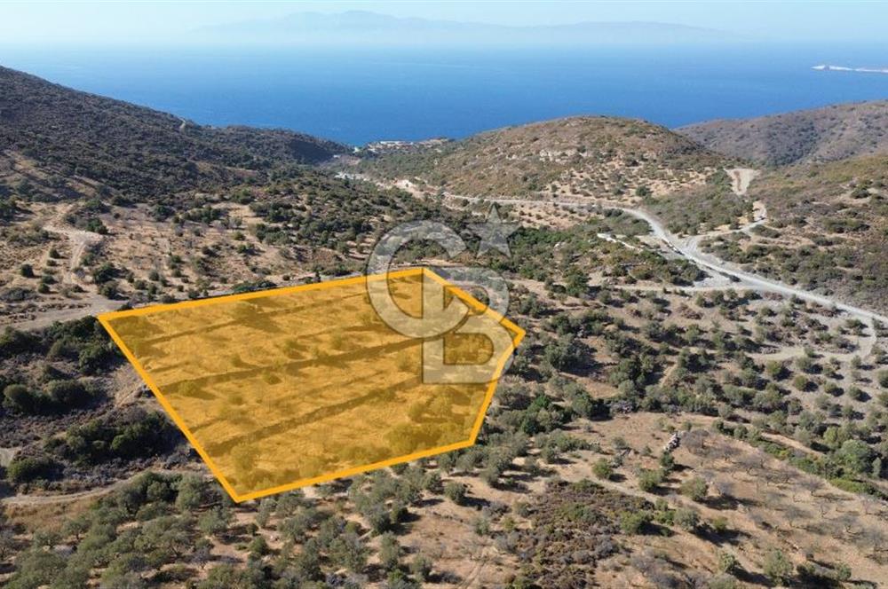 Datça Yazı Karakulak Mevkii Satılık Zeytinli Tarla