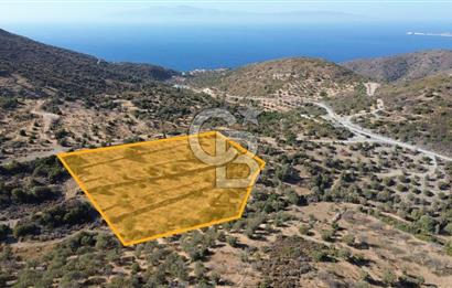 Datça Yazı Karakulak Mevkii Satılık Zeytinli Tarla