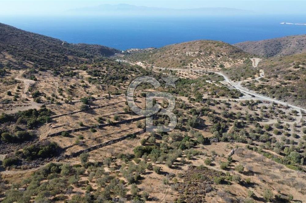 Datça Yazı Karakulak Mevkii Satılık Zeytinli Tarla