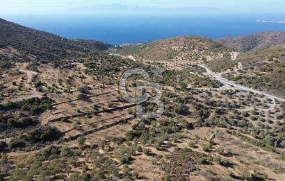 Datça Yazı Karakulak Mevkii Satılık Zeytinli Tarla