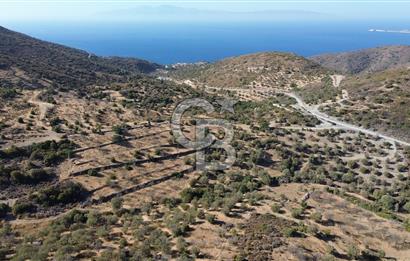 Datça Yazı Karakulak Mevkii Satılık Zeytinli Tarla