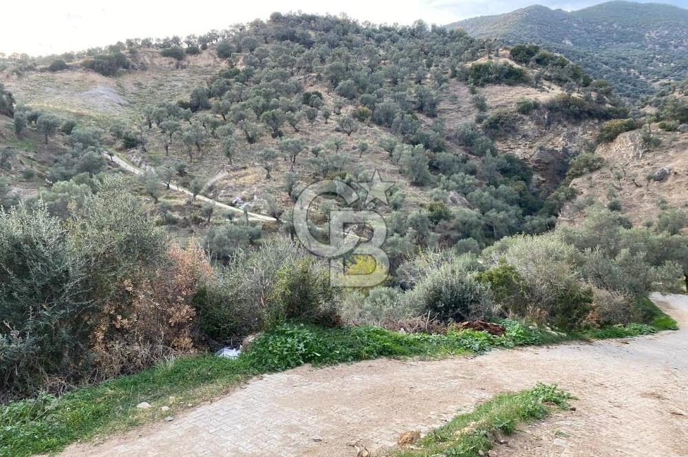 AYDIN SULTANHİSAR' da ESKİHİSAR mah. 7.418m2 SATILIK ZEYTİNLİK