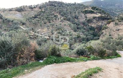 AYDIN SULTANHİSAR' da ESKİHİSAR mah. 7.418m2 SATILIK ZEYTİNLİK