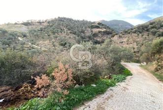 AYDIN SULTANHİSAR' da ESKİHİSAR mah. 7.418m2 SATILIK ZEYTİNLİK - 1 - 313883