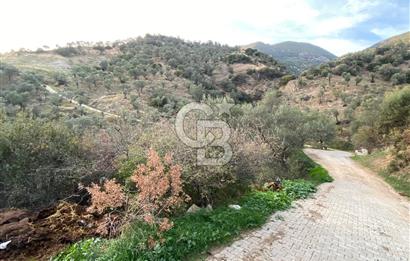 AYDIN SULTANHİSAR' da ESKİHİSAR mah. 7.418m2 SATILIK ZEYTİNLİK