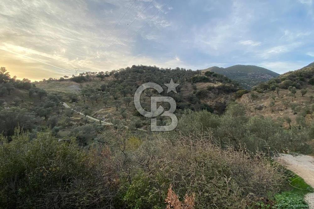 AYDIN SULTANHİSAR' da ESKİHİSAR mah. 7.418m2 SATILIK ZEYTİNLİK