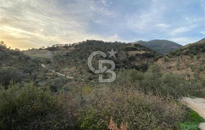 AYDIN SULTANHİSAR' da ESKİHİSAR mah. 7.418m2 SATILIK ZEYTİNLİK